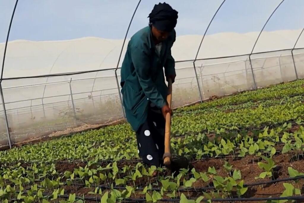 La agricultura en invernadero liderada por el PMA y la FAO en Kakuma, Kenia, ha mejorado la vida de los refugiados y los ciudadanos.